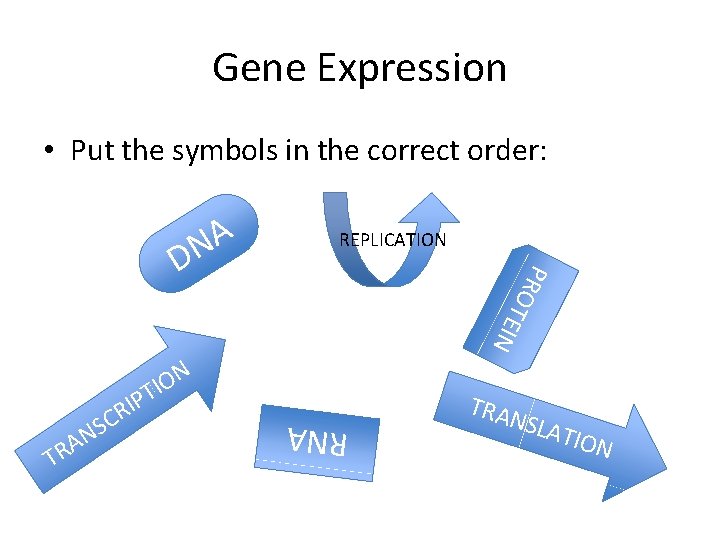 Gene Expression • Put the symbols in the correct order: D REPLICATION T E