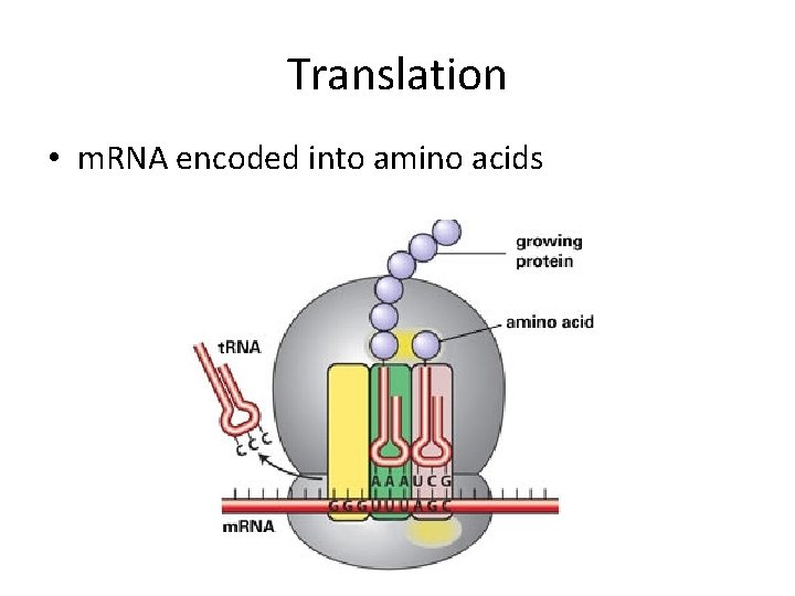 Translation • m. RNA encoded into amino acids 