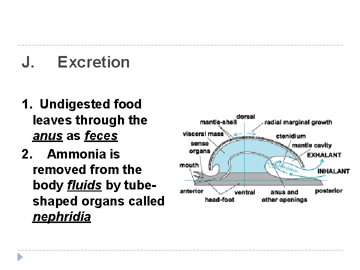 J. Excretion 1. Undigested food leaves through the anus as feces 2. Ammonia is