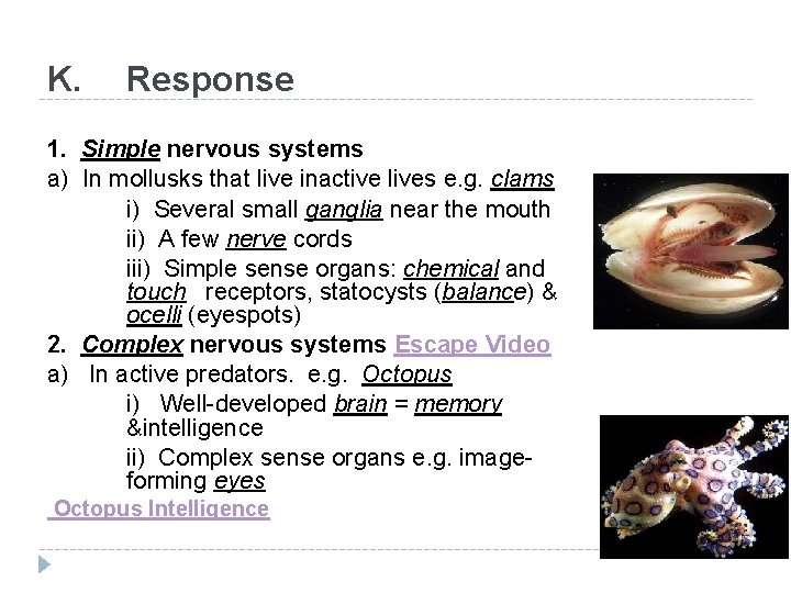 K. Response 1. Simple nervous systems a) In mollusks that live inactive lives e.