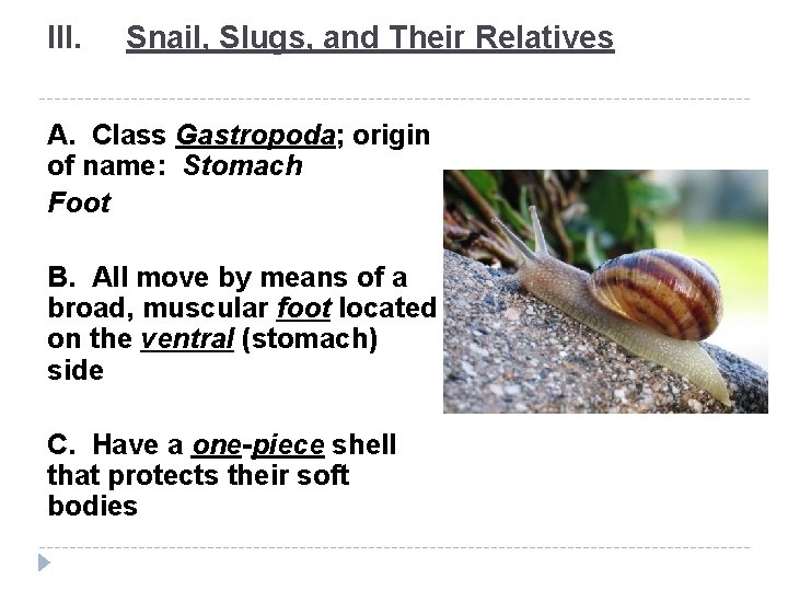 III. Snail, Slugs, and Their Relatives A. Class Gastropoda; origin of name: Stomach Foot