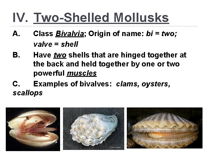 IV. Two-Shelled Mollusks A. Class Bivalvia; Origin of name: bi = two; valve =