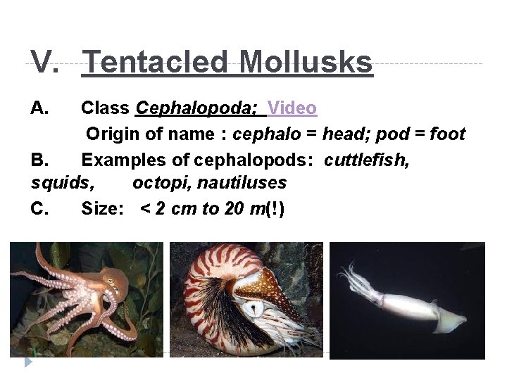 V. Tentacled Mollusks A. Class Cephalopoda; Video Origin of name : cephalo = head;