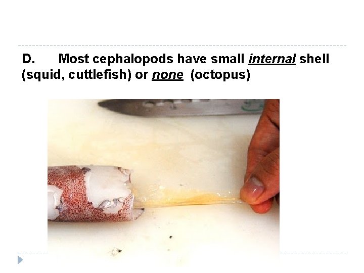 D. Most cephalopods have small internal shell (squid, cuttlefish) or none (octopus) 