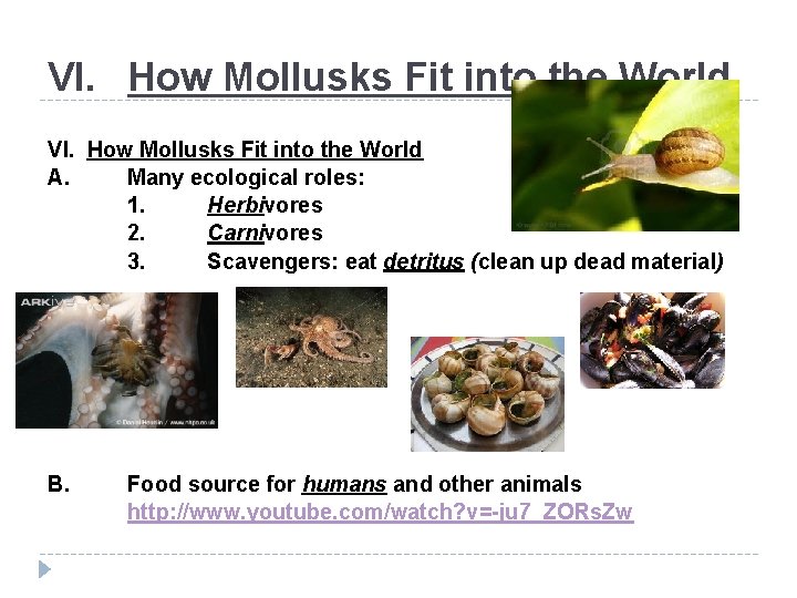 VI. How Mollusks Fit into the World A. Many ecological roles: 1. Herbivores 2.