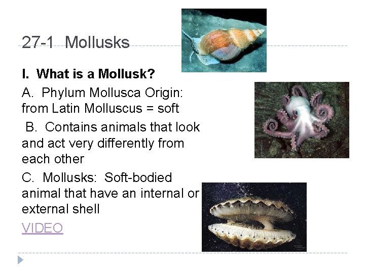 27 -1 Mollusks I. What is a Mollusk? A. Phylum Mollusca Origin: from Latin