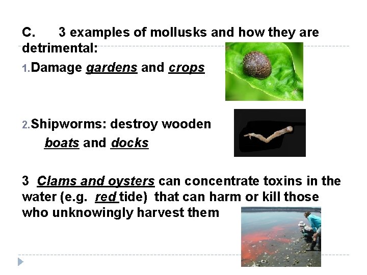 C. 3 examples of mollusks and how they are detrimental: 1. Damage gardens and