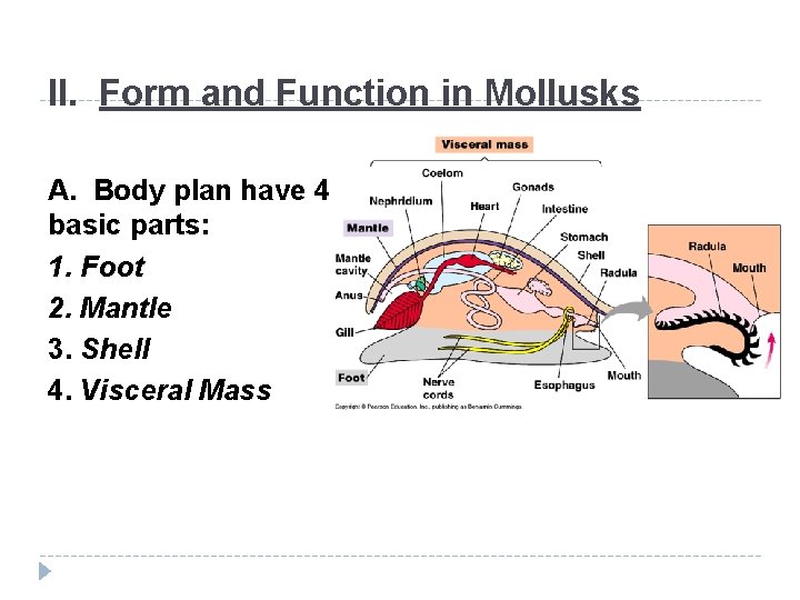II. Form and Function in Mollusks A. Body plan have 4 basic parts: 1.