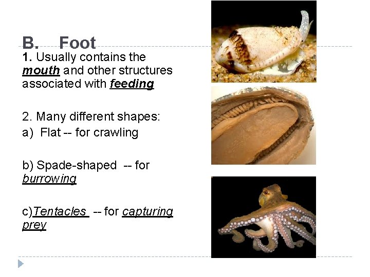 B. Foot 1. Usually contains the mouth and other structures associated with feeding 2.