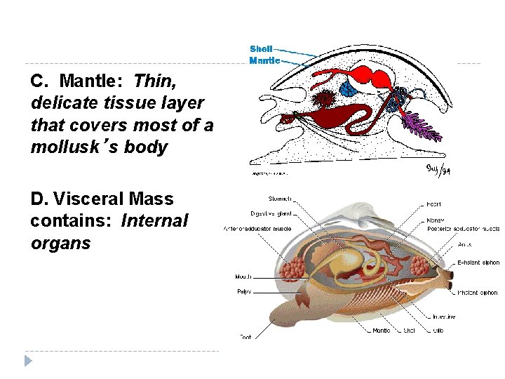 C. Mantle: Thin, delicate tissue layer that covers most of a mollusk’s body D.