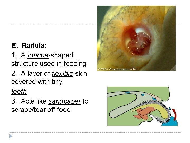 E. Radula: 1. A tongue-shaped structure used in feeding 2. A layer of flexible