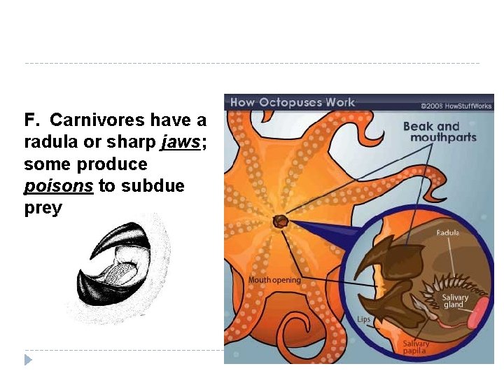 F. Carnivores have a radula or sharp jaws; some produce poisons to subdue prey