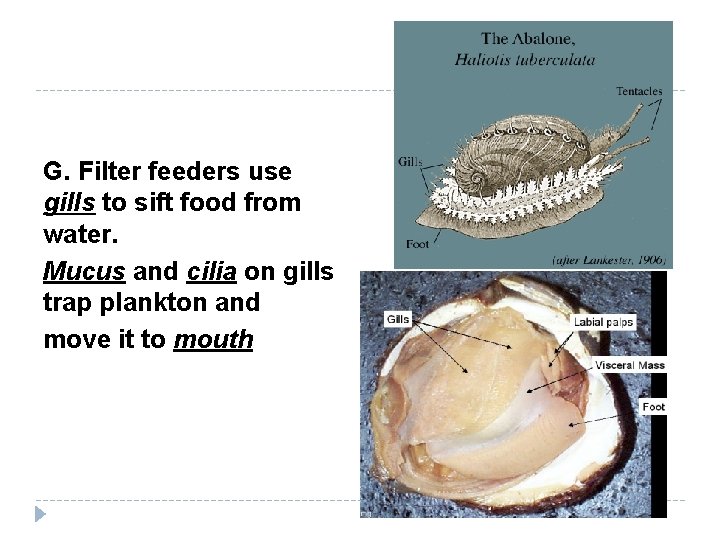 G. Filter feeders use gills to sift food from water. Mucus and cilia on