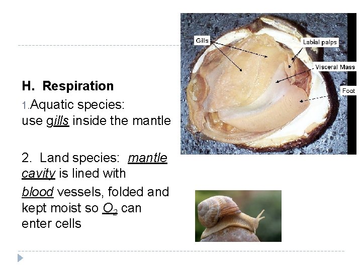 H. Respiration 1. Aquatic species: use gills inside the mantle 2. Land species: mantle