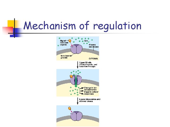 Mechanism of regulation 