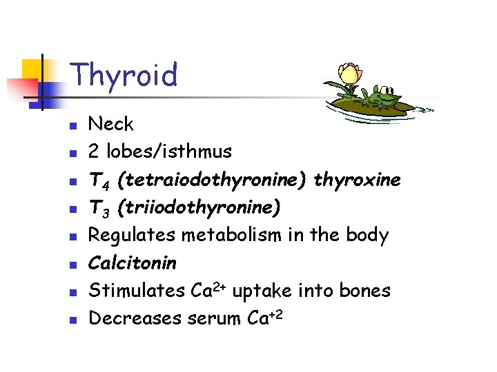 Thyroid n n n n Neck 2 lobes/isthmus T 4 (tetraiodothyronine) thyroxine T 3