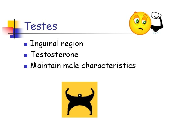 Testes n n n Inguinal region Testosterone Maintain male characteristics 