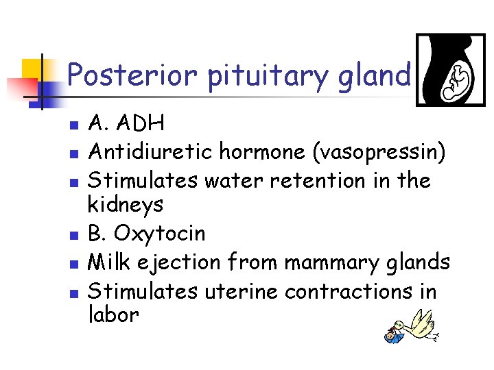 Posterior pituitary gland n n n A. ADH Antidiuretic hormone (vasopressin) Stimulates water retention