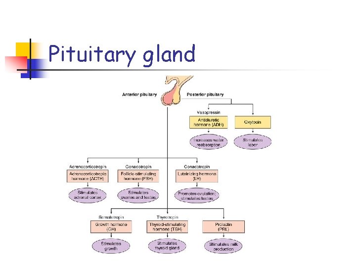 Pituitary gland 