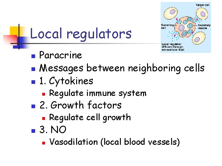 Local regulators n n n Paracrine Messages between neighboring cells 1. Cytokines n n