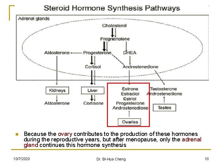 n Because the ovary contributes to the production of these hormones during the reproductive