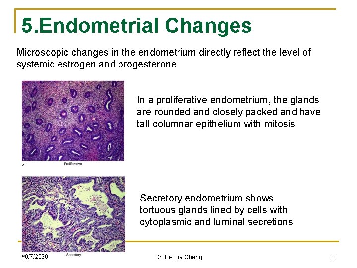 5. Endometrial Changes Microscopic changes in the endometrium directly reflect the level of systemic