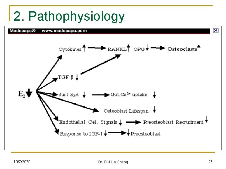 2. Pathophysiology n Both aging and menopausal estrogen deficiency lead to a significant increase