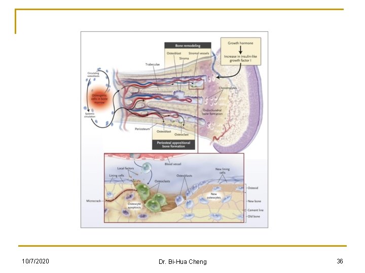 10/7/2020 Dr. Bi-Hua Cheng 36 