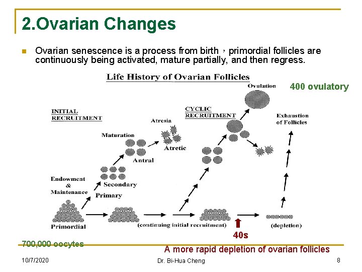 2. Ovarian Changes n Ovarian senescence is a process from birth，primordial follicles are continuously