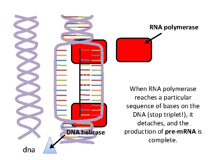 RNA polymerase DNA helicase dna When RNA polymerase reaches a particular sequence of bases