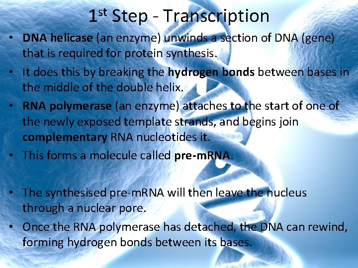 1 st Step - Transcription • DNA helicase (an enzyme) unwinds a section of