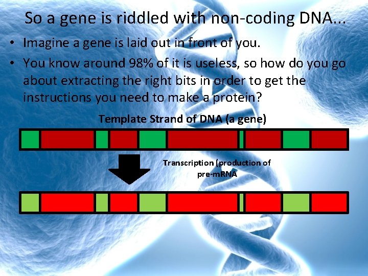 So a gene is riddled with non-coding DNA. . . • Imagine a gene