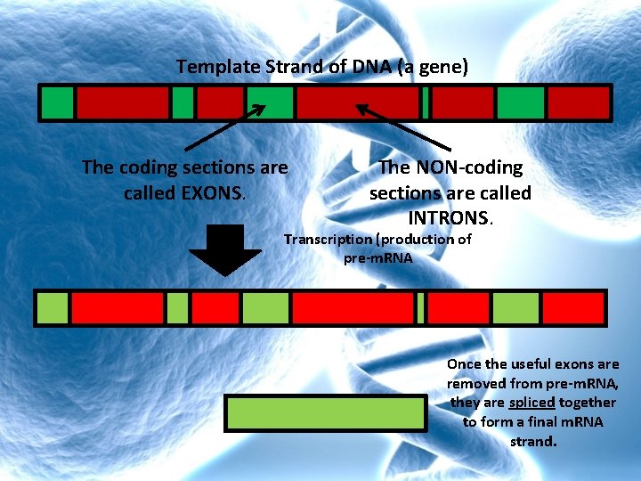Template Strand of DNA (a gene) The coding sections are called EXONS. The NON-coding