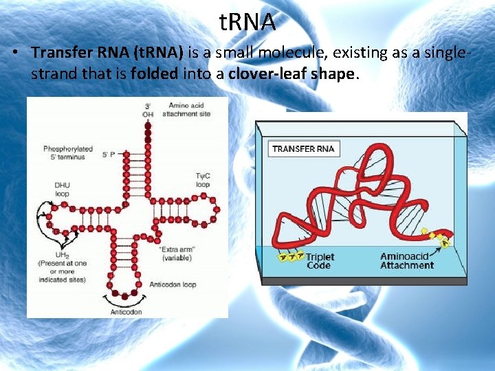 t. RNA • Transfer RNA (t. RNA) is a small molecule, existing as a