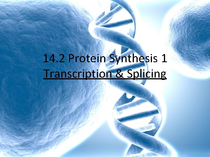 14. 2 Protein Synthesis 1 Transcription & Splicing 