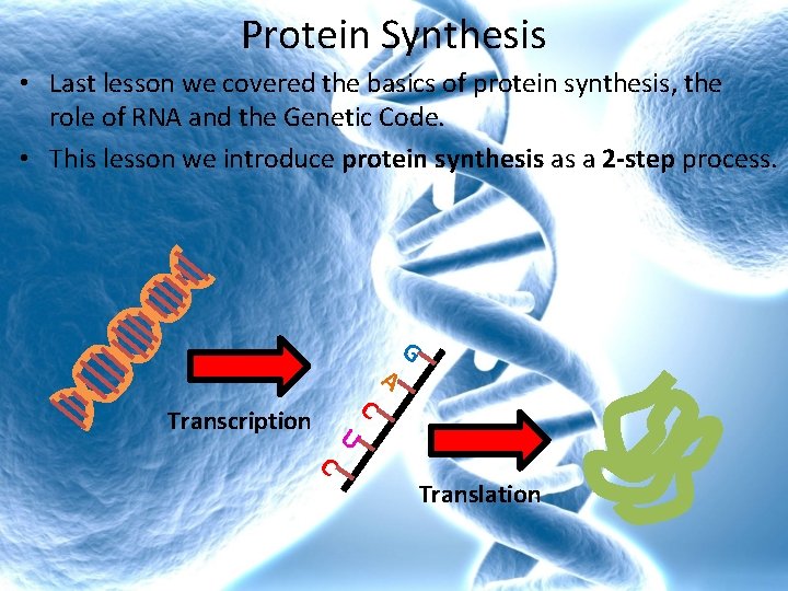 Protein Synthesis • Last lesson we covered the basics of protein synthesis, the role