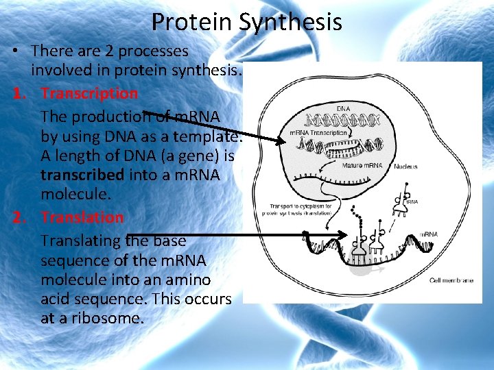 Protein Synthesis • There are 2 processes involved in protein synthesis. 1. Transcription The Protein Synthesis • There are 2 processes involved in protein synthesis. 1. Transcription The