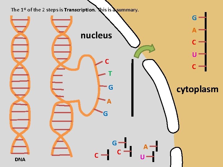 The 1 st of the 2 steps is Transcription. This is a summary. G