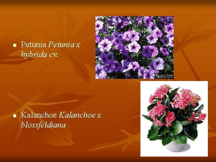 n n Petunia x hybrida cv. Kalanchoe x blossfeldiana 