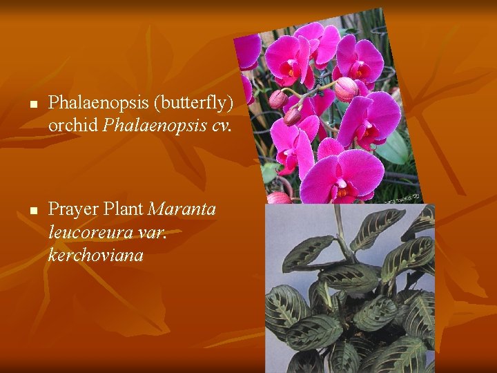 n n Phalaenopsis (butterfly) orchid Phalaenopsis cv. Prayer Plant Maranta leucoreura var. kerchoviana 