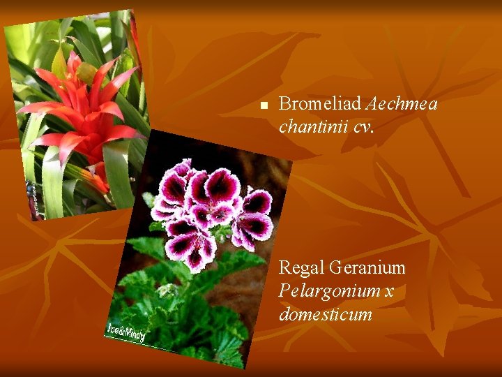 n n Bromeliad Aechmea chantinii cv. Regal Geranium Pelargonium x domesticum 