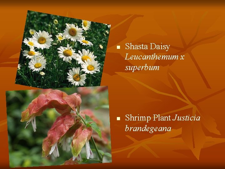 n n Shasta Daisy Leucanthemum x superbum Shrimp Plant Justicia brandegeana 