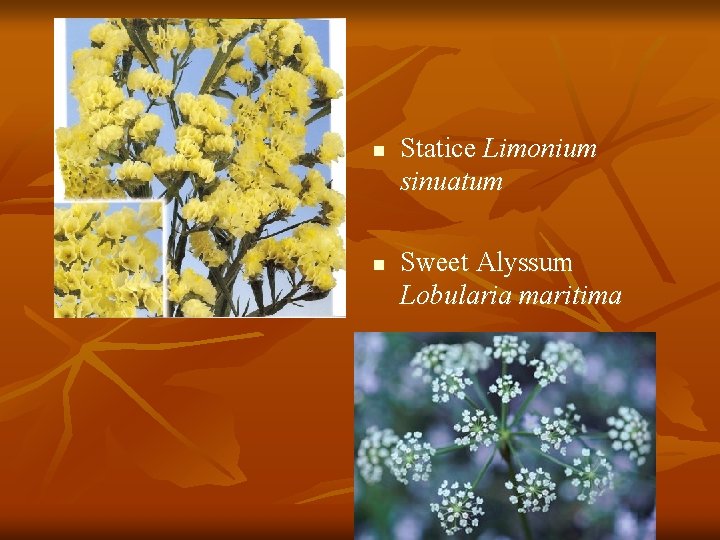 n n Statice Limonium sinuatum Sweet Alyssum Lobularia maritima 