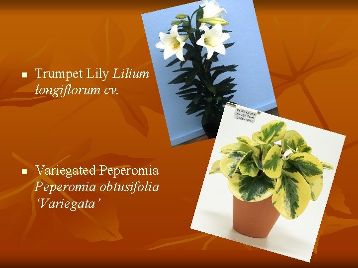 n n Trumpet Lily Lilium longiflorum cv. Variegated Peperomia obtusifolia ‘Variegata’ 