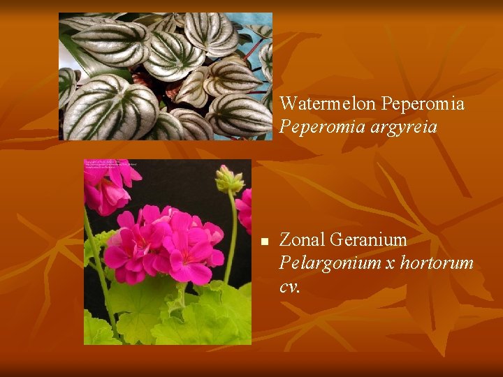 n n Watermelon Peperomia argyreia Zonal Geranium Pelargonium x hortorum cv. 