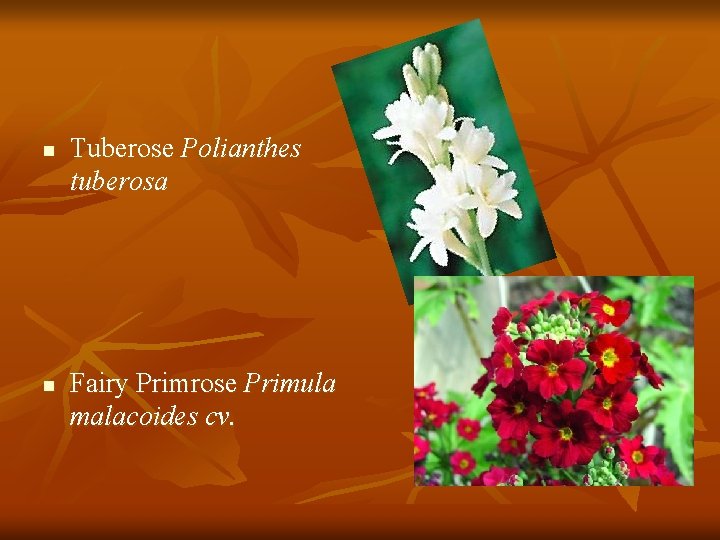 n n Tuberose Polianthes tuberosa Fairy Primrose Primula malacoides cv. 