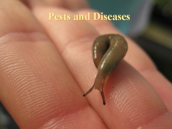 Pests and Diseases 