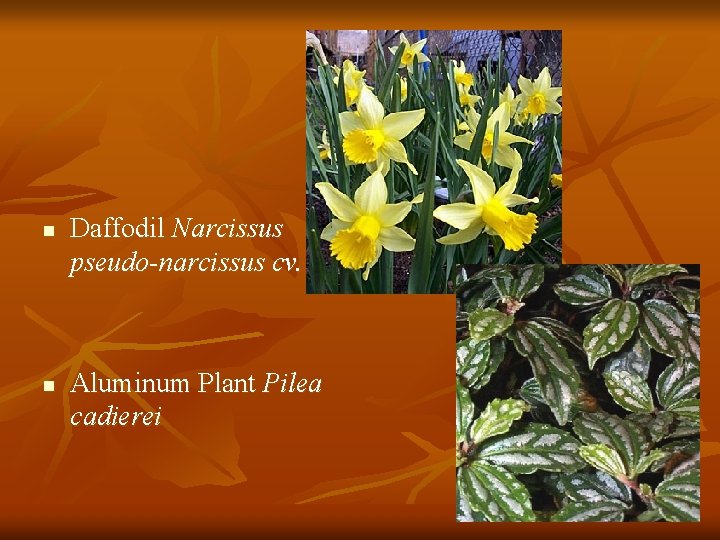 n n Daffodil Narcissus pseudo-narcissus cv. Aluminum Plant Pilea cadierei 