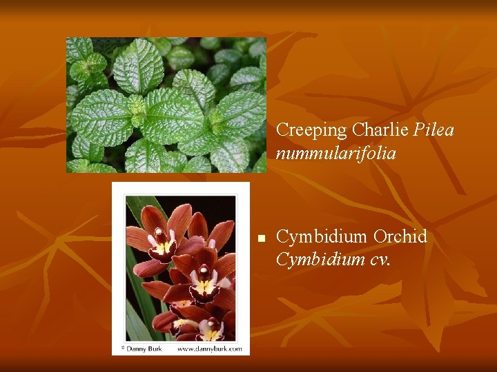 n n Creeping Charlie Pilea nummularifolia Cymbidium Orchid Cymbidium cv. 