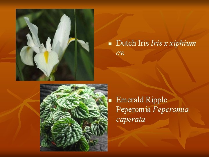 n n Dutch Iris x xiphium cv. Emerald Ripple Peperomia caperata 